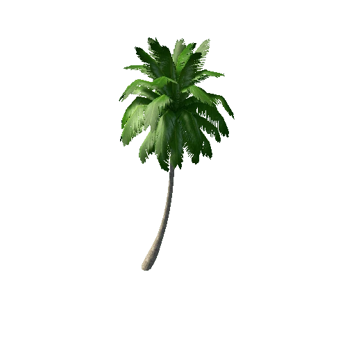 palm tree1C